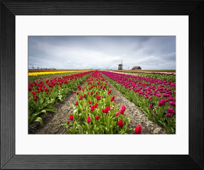 Framed Print : Windmills and tulip fields full of flowers in the Netherlands Framed Print : Windmills and tulip fields full of flowers in the Netherlands