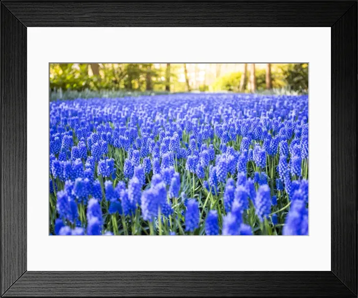 Framed Print : Tulips and flowers at Keukenhof gardens, Lisse, Netherlands Framed Print : Tulips and flowers at Keukenhof gardens, Lisse, Netherlands