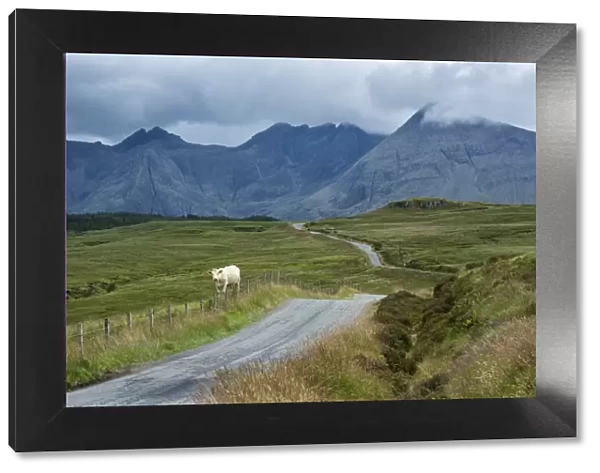Europe, United Kingdom, Scotland, Hebrides archipelago, Isle of Skye, cow along the road