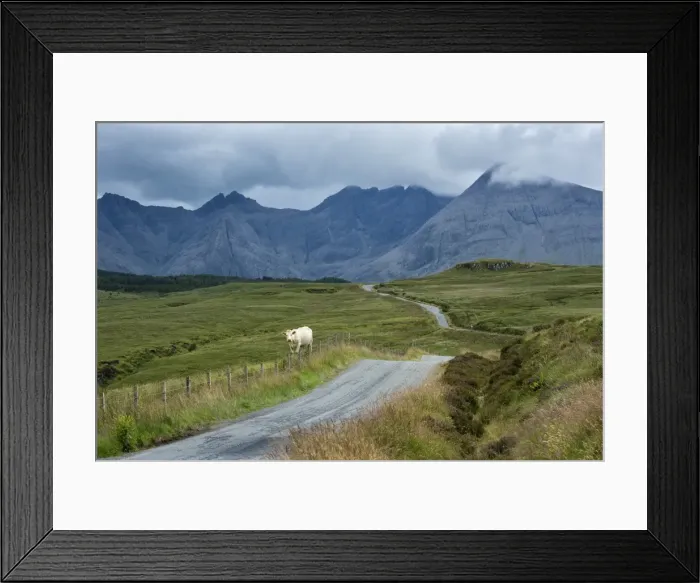 Framed Print : Europe, United Kingdom, Scotland, Hebrides archipelago, Isle of Skye, cow along the road Framed Print : Europe, United Kingdom, Scotland, Hebrides archipelago, Isle of Skye, cow along the road