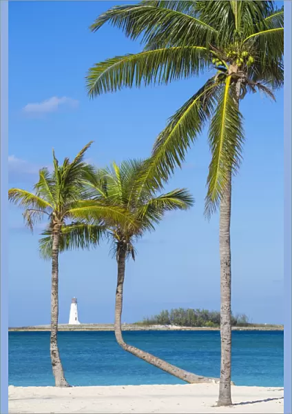 Caribbean, Bahamas, Providence Island, Nassau, Palm trees on white sand beach with