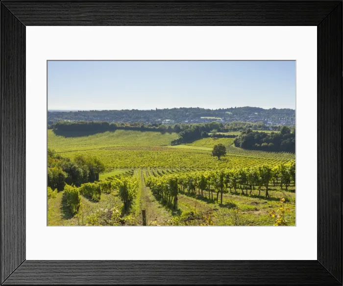 Framed Print : Denbies Wine Estate (Largest vineyard in England), North Downs Way, Dorking, Surrey Framed Print : Denbies Wine Estate (Largest vineyard in England), North Downs Way, Dorking, Surrey