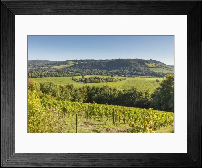 Framed Print : Denbies Wine Estate (Largest vineyard in England), North Downs Way, Dorking, Surrey Framed Print : Denbies Wine Estate (Largest vineyard in England), North Downs Way, Dorking, Surrey
