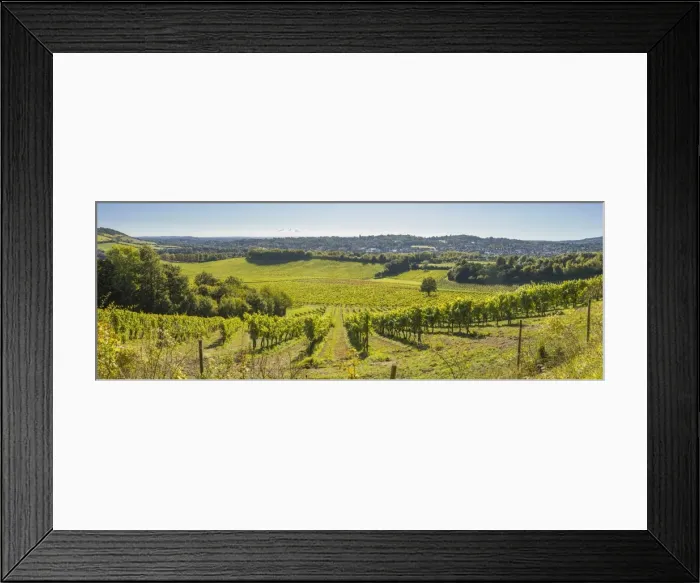 Framed Print : Denbies Wine Estate (Largest vineyard in England), North Downs Way, Dorking, Surrey Framed Print : Denbies Wine Estate (Largest vineyard in England), North Downs Way, Dorking, Surrey