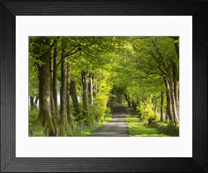 Framed Print : Tree lined avenue in spring time, Dartmoor National Park, Devon, England. Spring Framed Print : Tree lined avenue in spring time, Dartmoor National Park, Devon, England. Spring