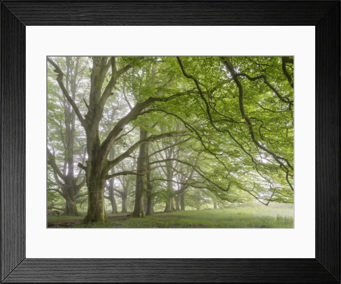 Framed Print : Mature beech trees in spring morning mist, Dartmoor National Park, Devon, England Framed Print : Mature beech trees in spring morning mist, Dartmoor National Park, Devon, England