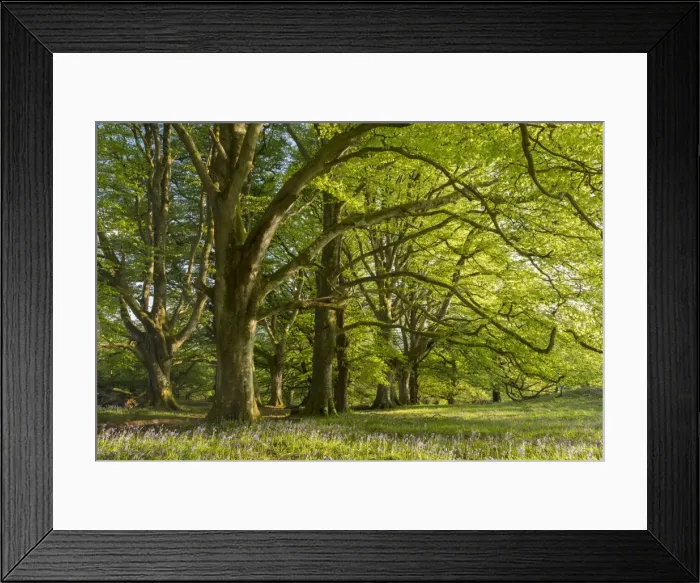 Framed Print : Bluebells and spring green foliage in a beech woodland, Dartmoor, Devon, England Framed Print : Bluebells and spring green foliage in a beech woodland, Dartmoor, Devon, England