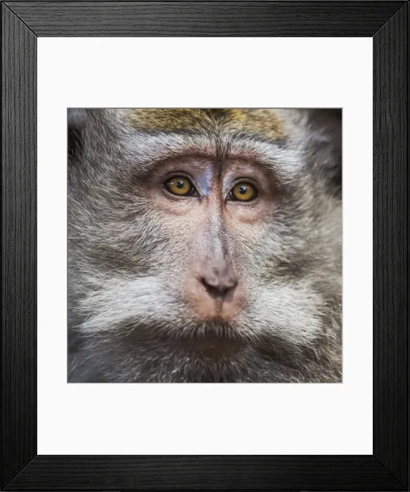 Framed Print : Ubud, Bali, Indonesia, South East Asia. A monkey at the Sacred Monkey Forest Sanctuary Framed Print : Ubud, Bali, Indonesia, South East Asia. A monkey at the Sacred Monkey Forest Sanctuary