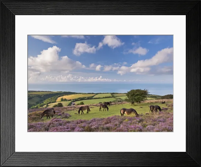 Framed Print : Exmoor Ponies grazing on heather covered moorland on Porlock Common, Exmoor, Somerset, England Framed Print : Exmoor Ponies grazing on heather covered moorland on Porlock Common, Exmoor, Somerset, England