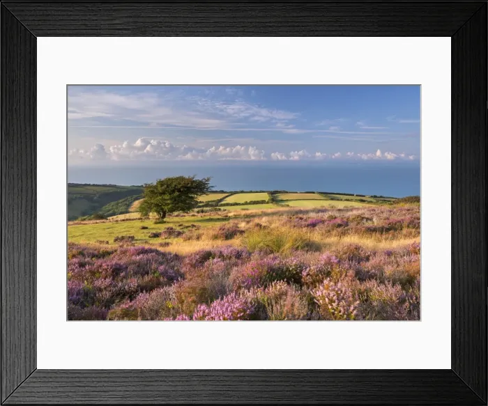 Framed Print : Heather in flower on Porlock Common, Exmoor National Park, Somerset, England. Summer Framed Print : Heather in flower on Porlock Common, Exmoor National Park, Somerset, England. Summer