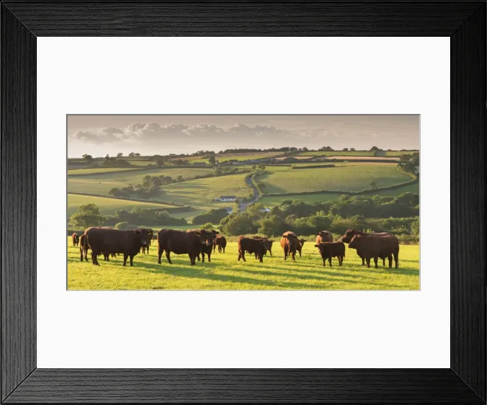 Framed Print : North Devon Red Ruby cattle herd grazing in the rolling countryside, Black Dog, Devon, England