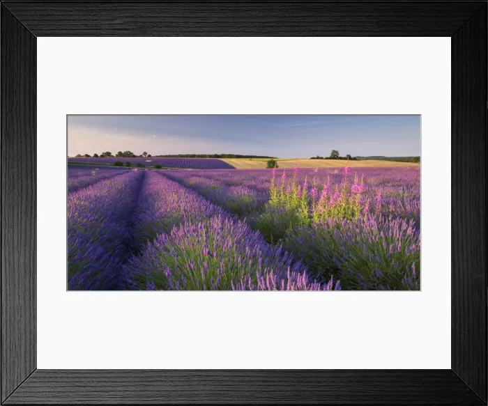 Framed Print : Rosebay Willowherb (Chamerion angustifolium) flowering in a field of lavender, Snowshill