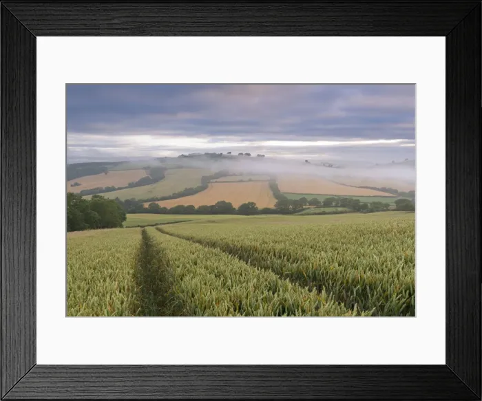 Framed Print : Wheat field and rolling countryside at dawn, Devon, England. Summer (July) Framed Print : Wheat field and rolling countryside at dawn, Devon, England. Summer (July)