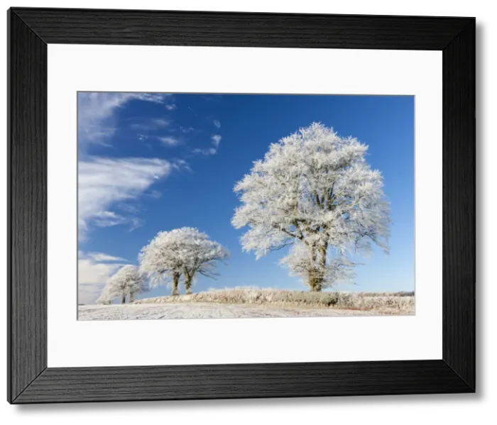 Framed Print : White hoar frosted trees on a cold winter morning, Bow, Devon, England. Winter Framed Print : White hoar frosted trees on a cold winter morning, Bow, Devon, England. Winter