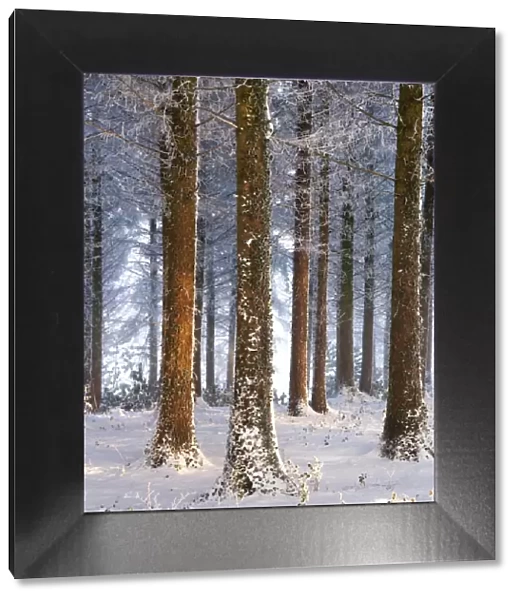 Snow covered pine woodland, Morchard Wood, Morchard Bishop, Devon, England. Winter
