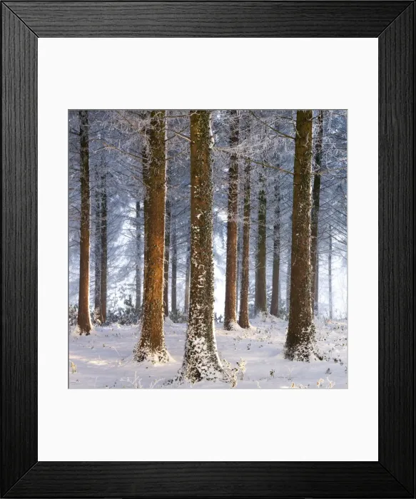 Framed Print : Snow covered pine woodland, Morchard Wood, Morchard Bishop, Devon, England. Winter Framed Print : Snow covered pine woodland, Morchard Wood, Morchard Bishop, Devon, England. Winter