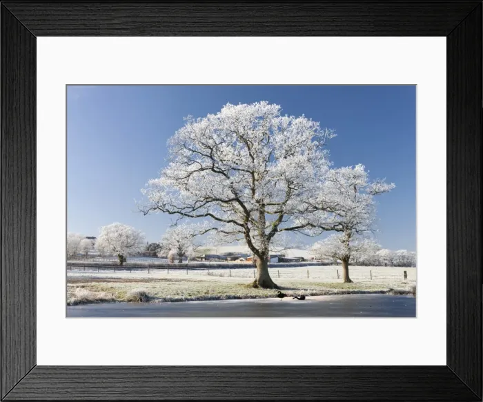 Framed Print : Hoar frosted tree on the banks of a frozen lake, Morchard Road, Devon, England. Winter Framed Print : Hoar frosted tree on the banks of a frozen lake, Morchard Road, Devon, England. Winter