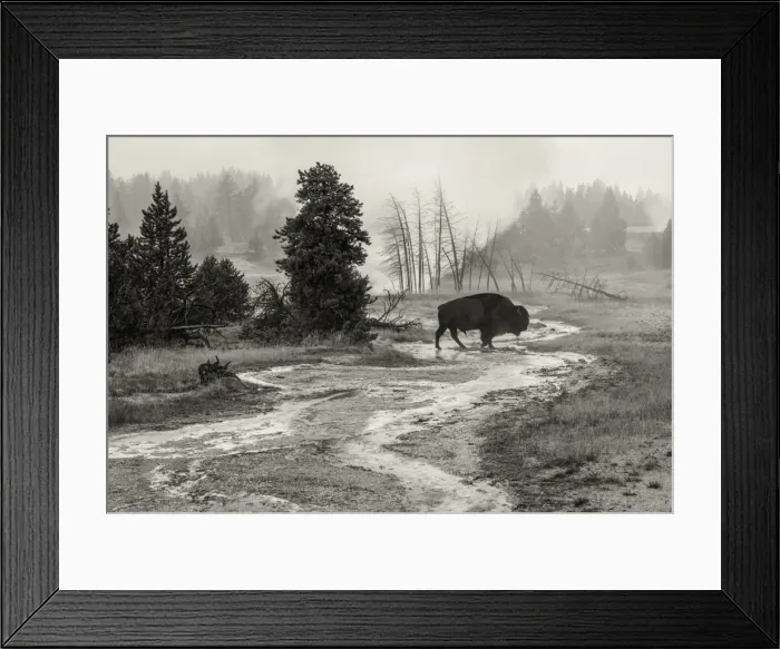 Framed Print : USA, Wyoming, Yellowstone National Park, Bison at Upper Geyser basin Framed Print : USA, Wyoming, Yellowstone National Park, Bison at Upper Geyser basin