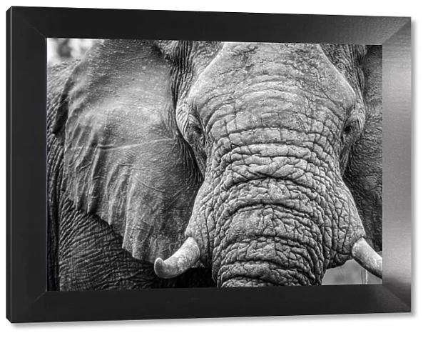 Africa, Botswana, okavango delta. A portrait of an elephant