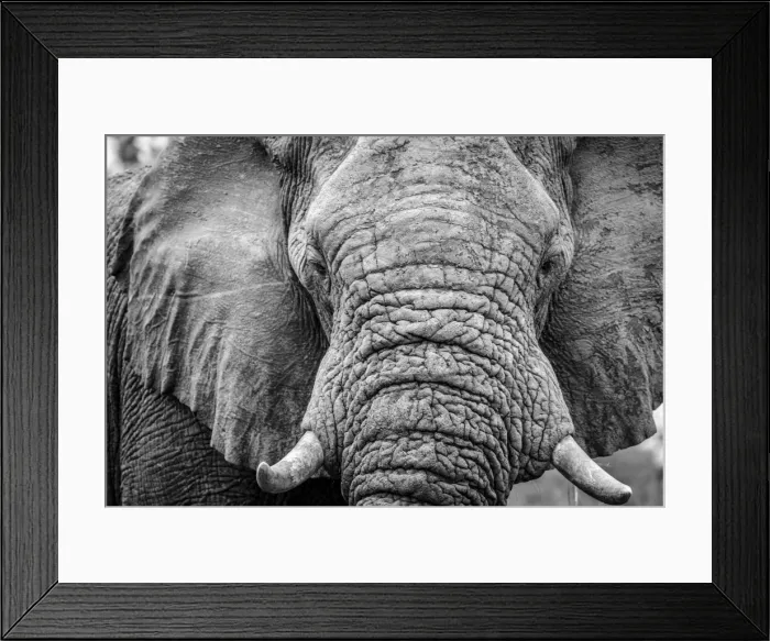 Framed Print : Africa, Botswana, okavango delta. A portrait of an elephant Framed Print : Africa, Botswana, okavango delta. A portrait of an elephant