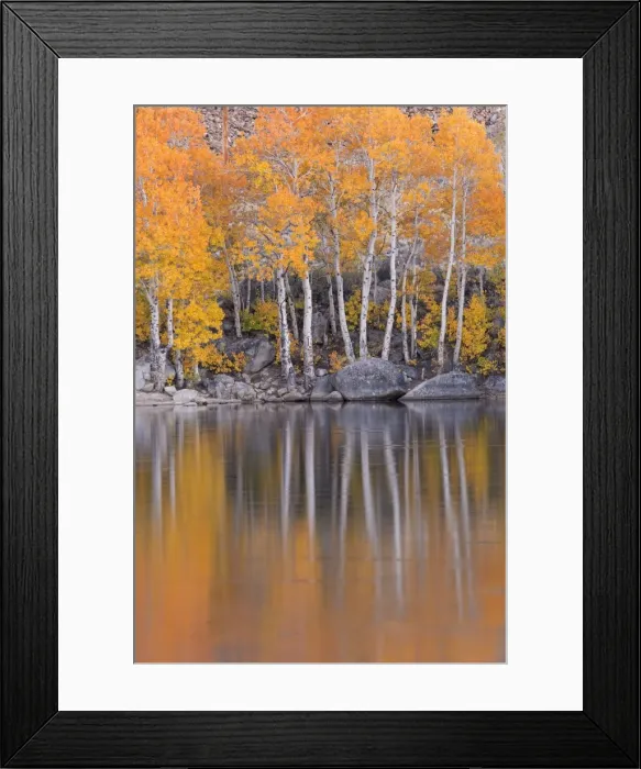 Framed Print : Golden coloured fall foliage and reflections on the shores of Intake 2 lake in the Eastern Sierras Framed Print : Golden coloured fall foliage and reflections on the shores of Intake 2 lake in the Eastern Sierras
