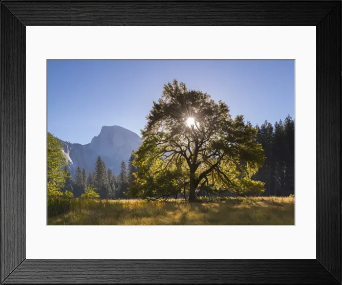 Framed Print : Half Dome and Elm tree in Cooks Meadow, Yosemite Valley, California, USA. Autumn Framed Print : Half Dome and Elm tree in Cooks Meadow, Yosemite Valley, California, USA. Autumn