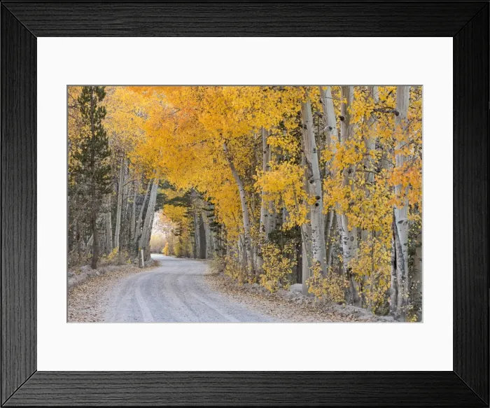 Framed Print : Dirt road winding through a tree tunnel, Bishop, California, USA. Autumn (October) Framed Print : Dirt road winding through a tree tunnel, Bishop, California, USA. Autumn (October)