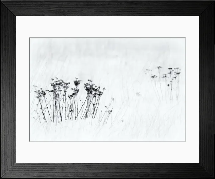 Framed Print : Orsiera Rocciavre Park, Chisone Valley, Piedmont, Italy. Stems in the snow Framed Print : Orsiera Rocciavre Park, Chisone Valley, Piedmont, Italy. Stems in the snow