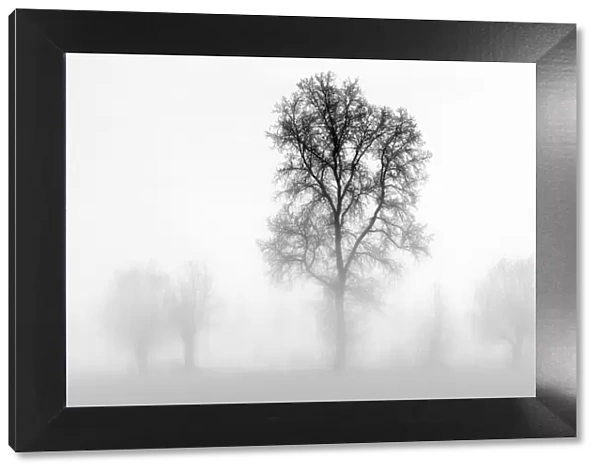 Plain Piedmont, Piedmont, Turin, Italy. Trees in the mist
