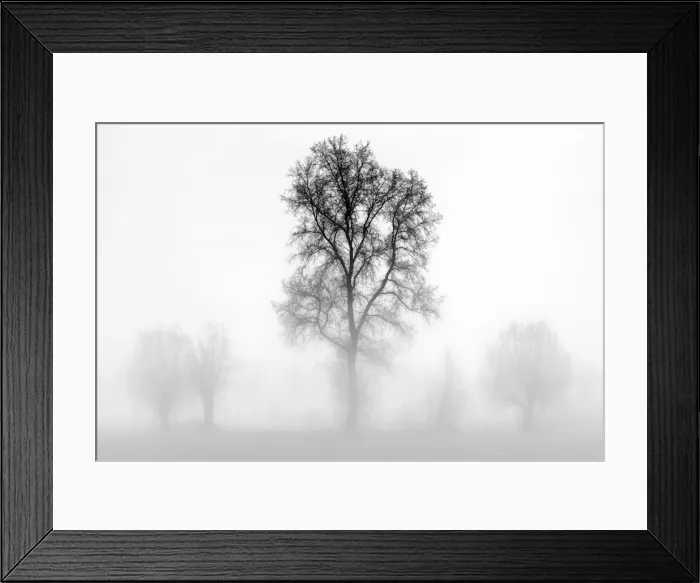 Framed Print : Plain Piedmont, Piedmont, Turin, Italy. Trees in the mist