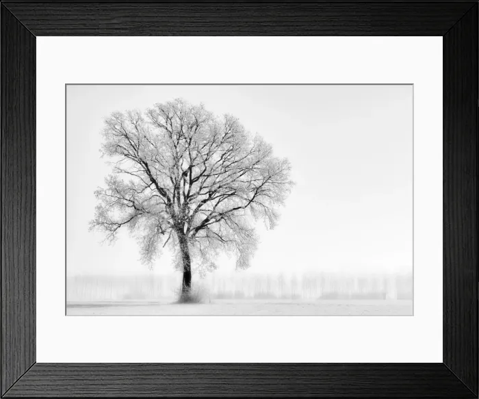 Framed Print : Plain Piedmont, Piedmont, Turin, Italy. Trees in the mist
