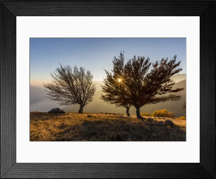 Framed Print : Three beech trees at sunset with Lake Como on the background. Alto Lario, Como, Lombardy Framed Print : Three beech trees at sunset with Lake Como on the background. Alto Lario, Como, Lombardy