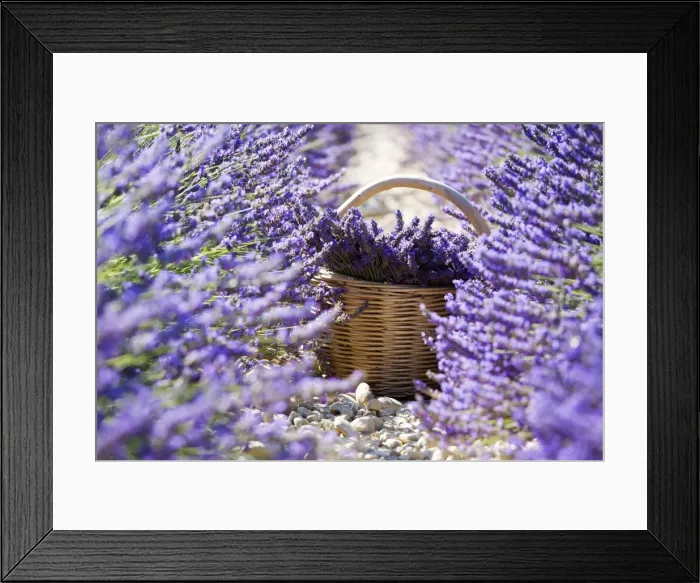 Framed Print : Europe, France, Provence Alpes Cote d Azur, Plateau de Valensole, Lavender Rows Framed Print : Europe, France, Provence Alpes Cote d Azur, Plateau de Valensole, Lavender Rows