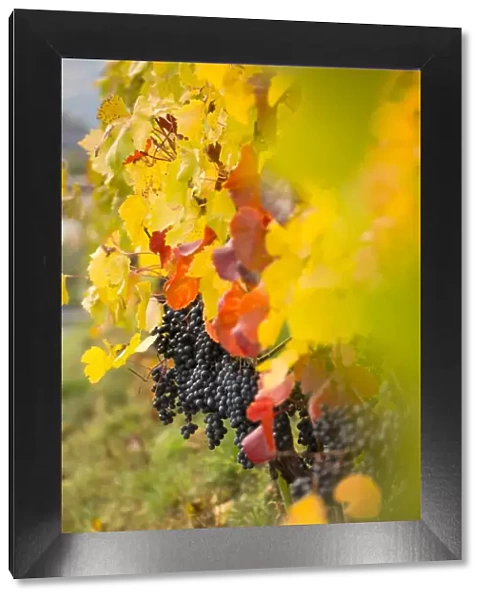 a suggestive autumnal close up of grapes, Bolzano province, South Tyrol, Trentino Alto Adige
