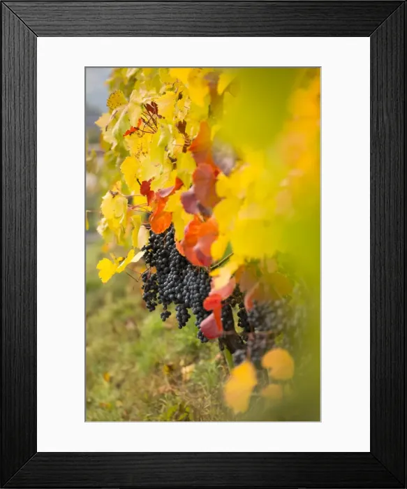 Framed Print : a suggestive autumnal close up of grapes, Bolzano province, South Tyrol, Trentino Alto Adige Framed Print : a suggestive autumnal close up of grapes, Bolzano province, South Tyrol, Trentino Alto Adige