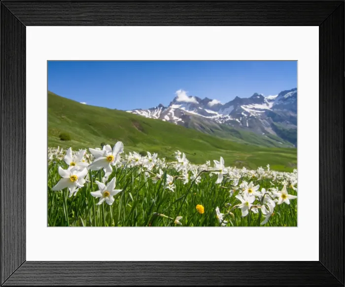 Framed Print : Blooming meadow of Narcissus at col du Lautaret in France