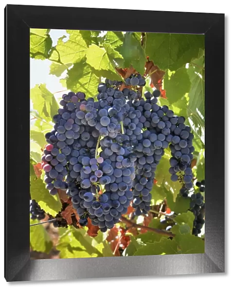 Touriga Nacional grape variety to make red wine. Alentejo, Portugal