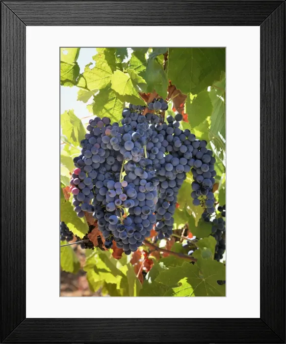 Framed Print : Touriga Nacional grape variety to make red wine. Alentejo, Portugal