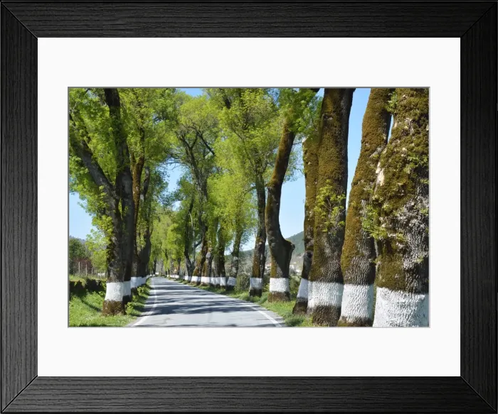 Framed Print : Tree lined road, Marvao, Portugal Framed Print : Tree lined road, Marvao, Portugal