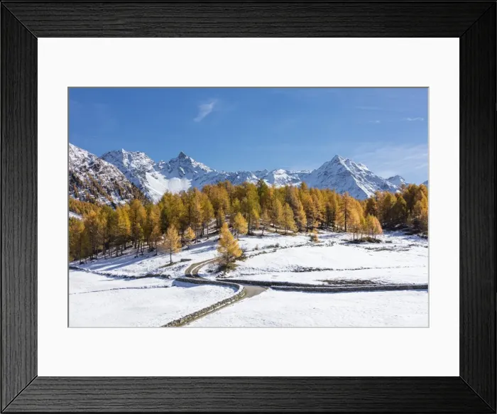 Framed Print : Blue sky on the snowy peaks and yellow larches Bernina Pass Poschiavo Valley Canton Framed Print : Blue sky on the snowy peaks and yellow larches Bernina Pass Poschiavo Valley Canton