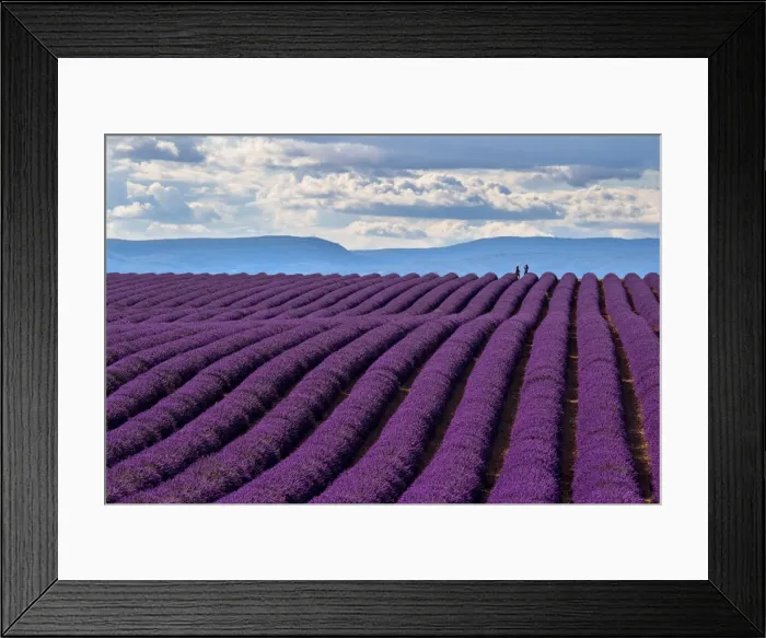 Framed Print : A wonderful day in valensole in purple waves of the sea, Valensole Plateau, Provence Framed Print : A wonderful day in valensole in purple waves of the sea, Valensole Plateau, Provence