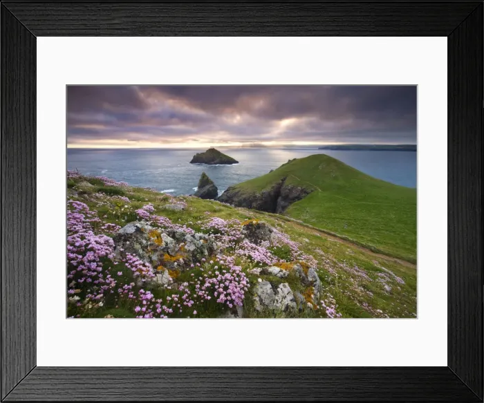 Framed Print : Sea Thrift (Armeria Maritima) growing on the Cornish clifftops at The Rumps, looking Framed Print : Sea Thrift (Armeria Maritima) growing on the Cornish clifftops at The Rumps, looking
