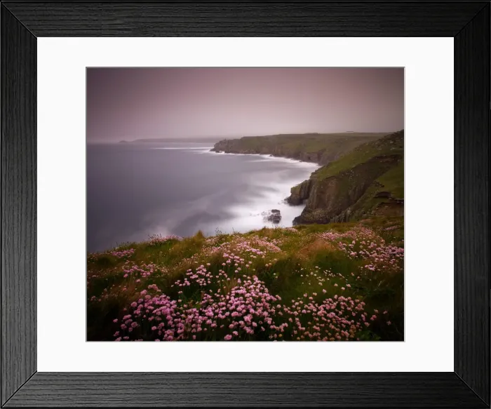 Framed Print : Sea Thrift growing on the clifftops above Lands End, Cornwall, England. Spring Framed Print : Sea Thrift growing on the clifftops above Lands End, Cornwall, England. Spring