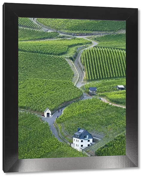 Vineyards, Bernkastel-Kues, Rhineland-Palatinate, Germany