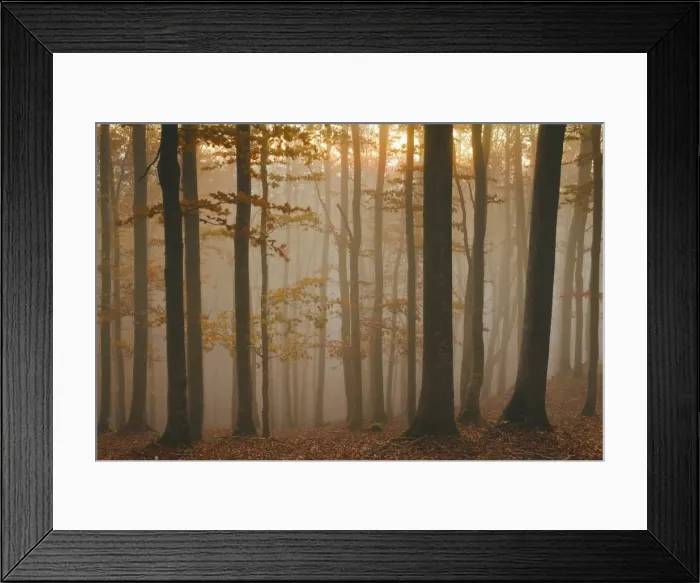 Framed Print : Casentinesi forest, Tuscan-Emilian appennines, Tuscany, Italy. Sunset into the forest Framed Print : Casentinesi forest, Tuscan-Emilian appennines, Tuscany, Italy. Sunset into the forest