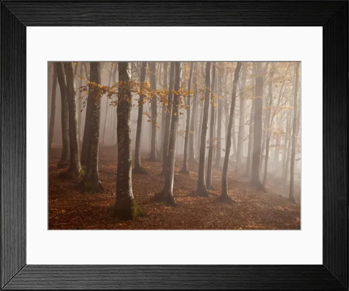 Framed Print : Casentinesi forest, Tuscan-Emilian appennines, Tuscany, Italy. Light into the forest Framed Print : Casentinesi forest, Tuscan-Emilian appennines, Tuscany, Italy. Light into the forest