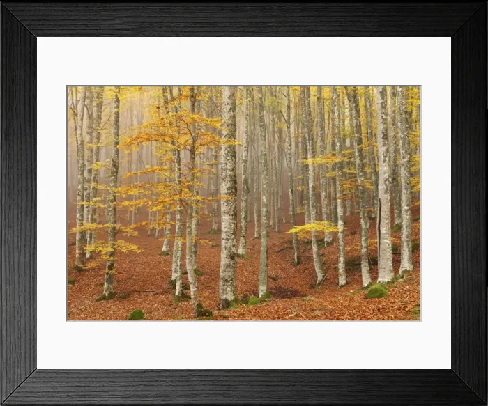Framed Print : Casentinesi forest, Tuscan-Emilian appennines, Tuscany, Italy Framed Print : Casentinesi forest, Tuscan-Emilian appennines, Tuscany, Italy