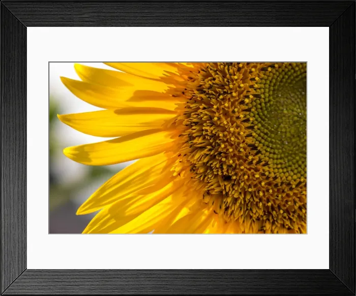 Framed Print : Europe, Italy. Sunflower in a garden Framed Print : Europe, Italy. Sunflower in a garden