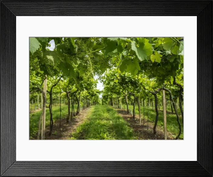 Framed Print : Europe, Italy, Veneto. Vineyard near Soave