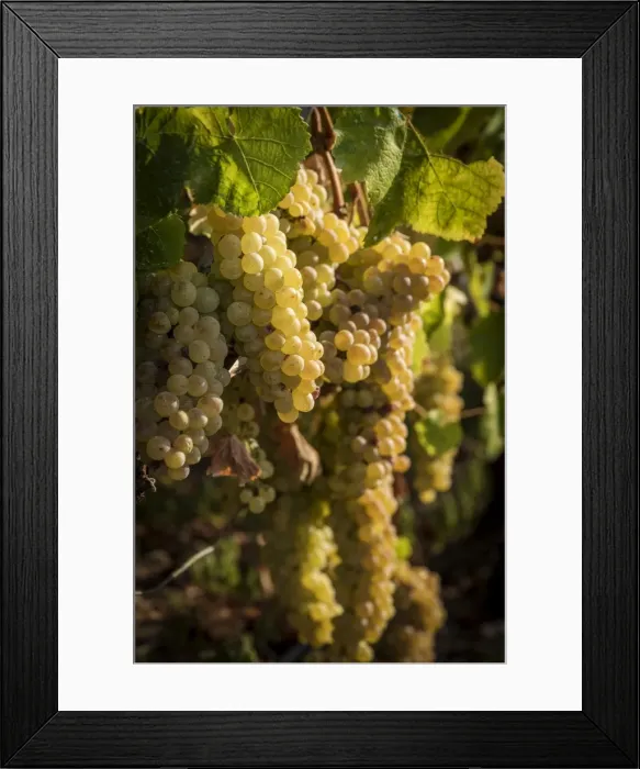 Framed Print : europe, Italy, Cinque Terre. Ripe grapes in Riomaggiore Framed Print : europe, Italy, Cinque Terre. Ripe grapes in Riomaggiore